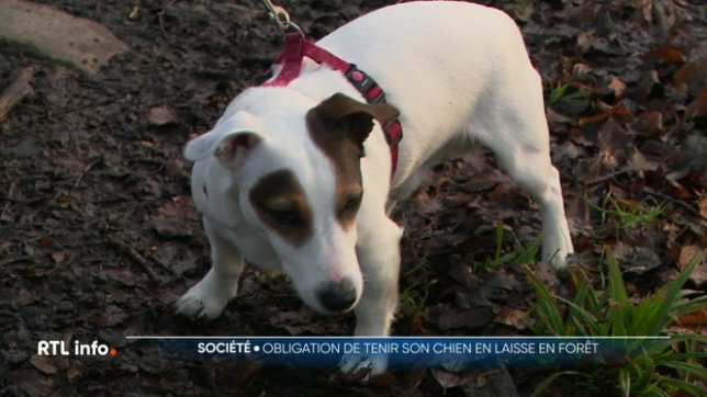 Les gardes forestiers sont mobilisés aujourd'hui. Ils mènent une opération pour faire respecter l'obligation de tenir son chien en laisse dans les bois. Cette obligation est indispensable pour préserver la faune sauvage et les nidifications.