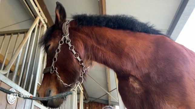 A Fernelmont, une habitante propose des services de massages pour chevaux. Ils renforcent le bien-être de l'animal. Une pratique encore peu connue mais qui séduit de plus en plus de propriétaires, soucieux du confort et de la détente de leur animal.