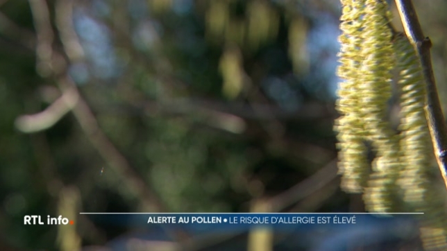 De très fortes concentrations de pollen d'aulne sont présentes dans l'air dès aujourd'hui. La situation va s'aggraver durant les prochains jours. La carte de la Belgique est colorée en violet, le niveau le plus élevé. Les personnes allergiques risquent de développer des symptômes.