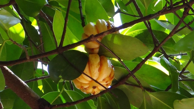 garcinia cambogia