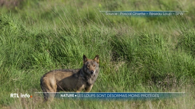 Le Conseil de l'Europe a annoncé vendredi l'entrée en vigueur d'un texte qui abaisse le statut de protection du loup. La décision a pris effet immédiatement, ce qui allège le cadre qui permet de tuer les loups. Qu'en sera-t-il en wallonie ?