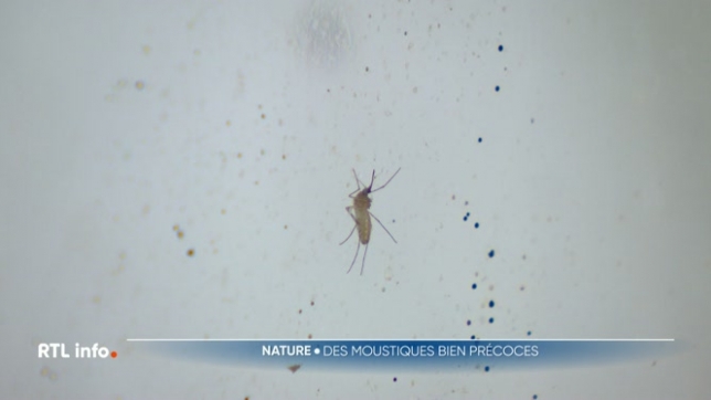 Les moustiques sont déjà là alors que nous sommes toujours en hiver. La météo très printanière de ces derniers jours, l'hiver très doux et humide peuvent-ils expliquer cette arrivée précoce ? Cela augure-t-il d'un été piquant ?