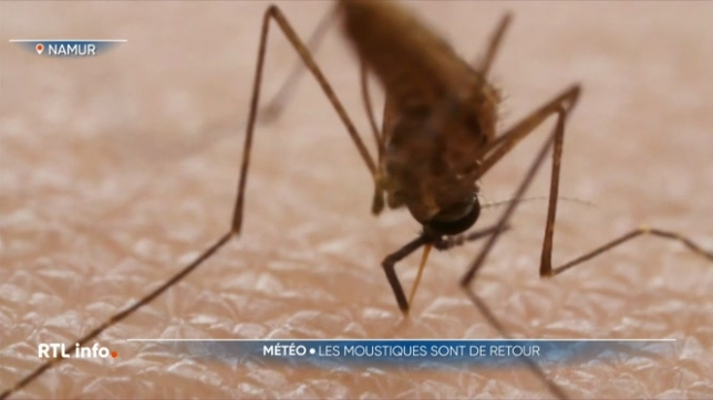 Les moustiques sont déjà là alors que nous sommes toujours en hiver. La météo très printanière de ces derniers jours, l'hiver très doux et humide peuvent-ils expliquer cette arrivée précoce ? Cela augure-t-il d'un été piquant ?