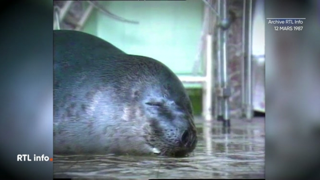 En 1987, un phoque remonta l'Escaut et dériva jusqu'à Tournai, où il fut pris en charge par le zoo d'Anvers. A l'époque, les cartes de Belgique n'étaient pas générées par ordinateur. Un moment insolite capté par Jean-Claude Fyon et Louis Pauwels.