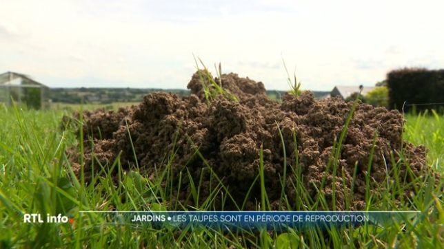 Vous les avez peut-être aperçues dans votre jardin. Les taupes font déjà leur retrour avec le redoux des dernières semaines. Un cauchemar pour certains. Et pourtant, vous allez voir qu'elles sont bien utiles, notamment au niveau de la biodiversité. Explications.