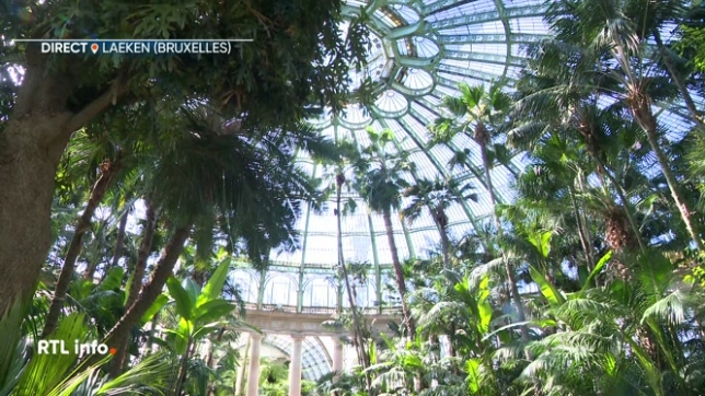 Les Serres Royales de Laeken ouvriront du 18 avril au 11 mai 2025. Les billets, au prix de 6 €, sont disponibles depuis le 20 mars à 13h sur le site officiel. Les jardiniers préparent les lieux pour accueillir le public.