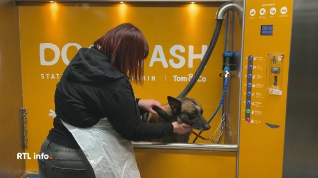 Une animalerie d'Herstal permet de laver son chien comme on laverait sa voiture dans une station de lavage. Un concept venu des États-Unis qui séduit de plus en plus de propriétaires, surtout ceux dont les compagnons à quatre pattes adorent les balades en forêt.