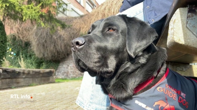 A Liège, l'ASBL Entrevues vend des bonbons violettes pour financer la formation de chiens guides pour les déficients visuels. Cette année, l'association se fixe un objectif symbolique : financer son 200e chien guide, un projet solidaire et essentiel.