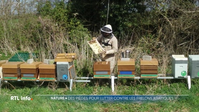 Avec lle printemps, la nature se réveille doucement, les insectes aussi... C'est le cas notamment des frelons asiatiques, une espèce exotique envahissante qui est nuisible pour la biodiversité. Pour tenter de lutter contre la prolifération des frelons, des pièges peuvent être installés.