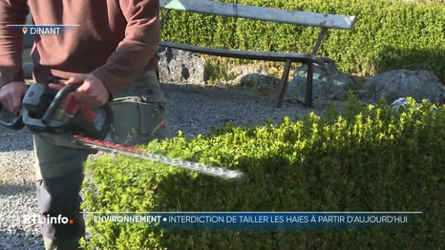 Avec l'arrivée du printemps, il est important de nettoyer son jardin tout en veillant à ne pas blesser les animaux qui y nichent, comme les oiseaux. Selon les régions, des réglementations encadrent la taille des haies et arbres pour protéger la faune.