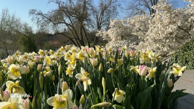 Les 75 hectares de jardin du parc animalier sont entretenus quotidiennement par une équipe de jardiniers passionnés. Des milliers de bulbes sont plantés pour offrir un spectacle multicolore aux visiteurs qui peuvent admirer ces floraisons jusqu'à la fin du mois de mai.
