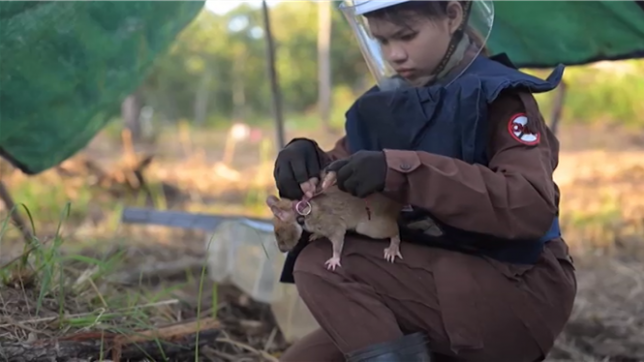 Un rat a établi un nouveau record du monde en reniflant 109 mines terrestres mortelles et 15 autres engins explosifs depuis son déploiement dans la province de Preah Vihear (nord du Cambodge) en août 2021, a annoncé vendredi l'organisation caritative belge APOPO. Le Cambodge reste parsemé de munitions et d'armes abandonnées au cours des conflits civils des années 1960 à 1998.
