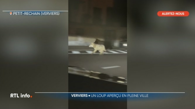 Un loup filmé dans les rues de Petit-Rechain