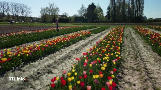 Visite de parcelles ouvertes au public, et des clients qui payent en laissant de l'argent dans un petite boite à la sortie du champ. Le système est en plein essor. Peut-il faire du tort aux fleuristes traditionnels ?