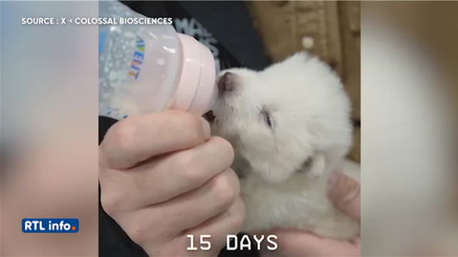 L'entreprise texane Colossal Biosciences a annoncé que ses scientifiques avaient réussi à donner naissance à trois louveteaux en utilisant des échantillons d'ADN du canis dirus, une espèce qui a disparu depuis plus de 10.000 ans.