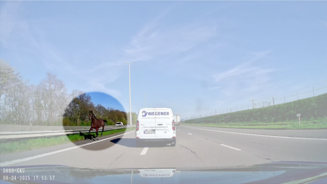 Deux chevaux en liberté sur l'E40 sèment le chaos: J’ai eu la peur de ma vie, toutes les voitures zigzaguaient.