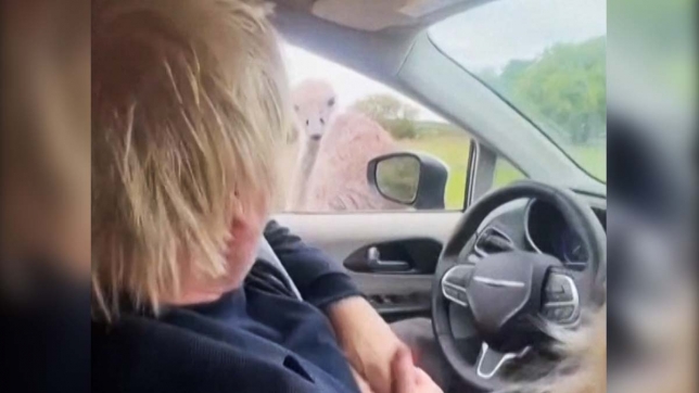 boris_johnson_autruche