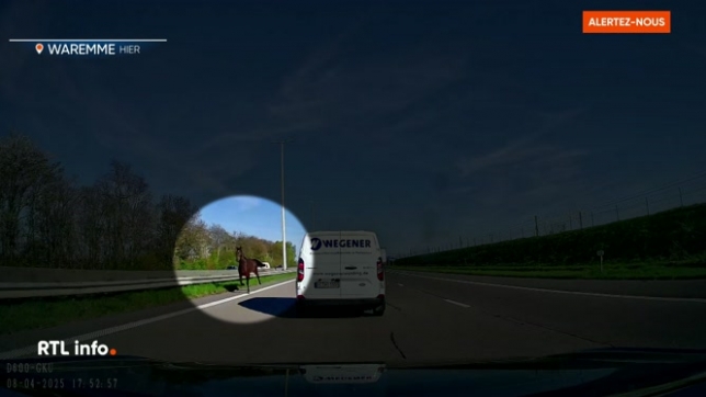 2 chevaux en cavale provoquent un accident sur l'E40 à Remicourt