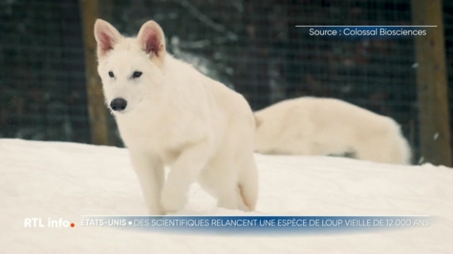 Une espèce de loups disparue depuis 12.000 ans ramenée à la vie ?