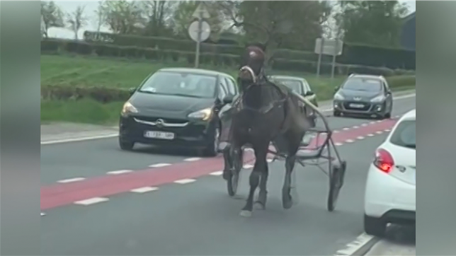 Un cheval s'échappe et sème la pagaille à Hannut: C'est la semaine des chevaux sur la route?