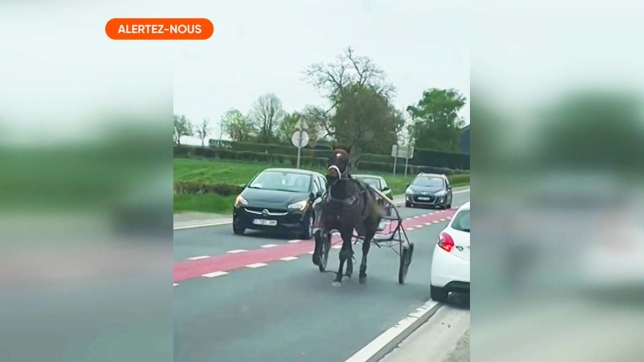 cheval_alertez-nous