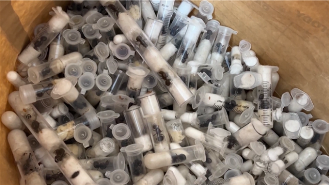 eux Belges, un Vietnamien et un Kenyan ont été arrêtés au Kenya pour avoir tenté de faire sortir clandestinement 5.000 fourmis vivantes du pays. Les quatre contrebandiers ont plaidé coupable devant un tribunal de Nairobi lundi, soupçonnés de possession illégale et de commerce d'animaux sauvages vivants.