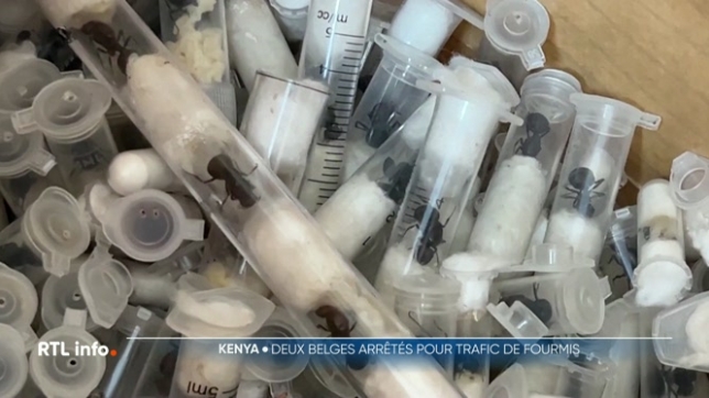Deux jeunes Belges sont jugés pour trafic de fourmis rares au Kenya