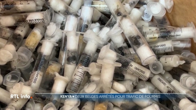 Deux jeunes Belges sont jugés pour trafic de fourmis rares au Kenya
