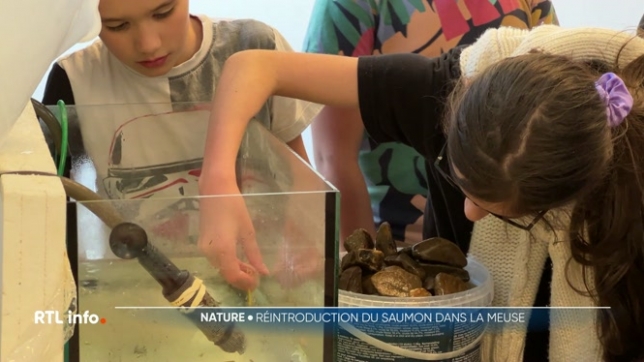Grâce au programme Saumons en classe, des enfants participent chaque année au projet Meuse Saumon 2000, qui vise à réintroduire le saumon atlantique dans nos rivières.