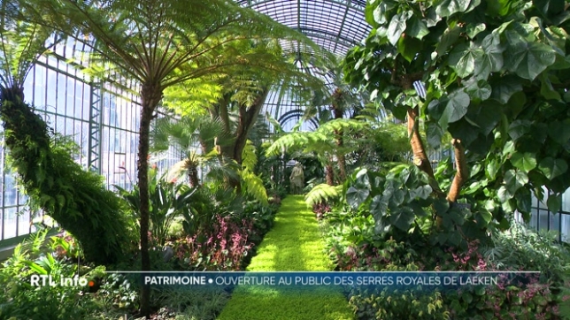 Visite des serres de Laeken aux côtés des jardiniers qui veillent sur ce précieux trésor depuis des années. Ils ont effectué les derniers préparatifs avant l'ouverture au public.