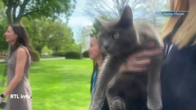 Sophie, un joli chat gris, se joue du Secret Service à la Maison Blanche