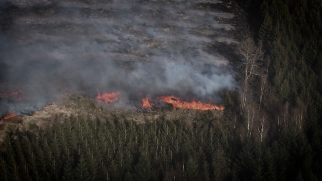 Un feu de forêt
