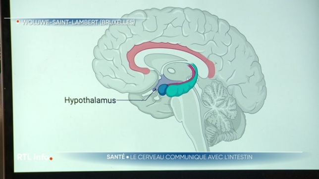 Une étude de l'UCLouvain, en association avec l'hôpital clinique de Barcelone et l'Université de Saint-Jacques-de-Compostelle, montre que le cerveau peut contrôler la composition des bactéries intestinales. Cette découverte offre des pistes pour traiter des troubles tels que le diabète et l'obésité.