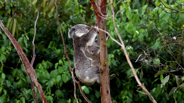 koala