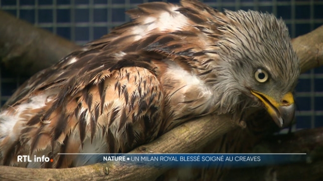 Un Milan royal, espèce strictement protégée, a été blessé par balles à trois reprises samedi dernier. Pris en charge par le centre Creaves de Temploux, le rapace reçoit actuellement des soins. Une enquête pourrait être ouverte pour acte de braconnage.