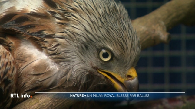 Un Milan royal, espèce strictement protégée, a été blessé par balles à trois reprises samedi dernier. Pris en charge par le centre Creaves de Temploux, le rapace reçoit actuellement des soins. Une enquête pourrait être ouverte pour acte de braconnage.
