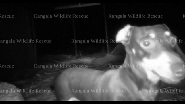 Un teckel nommé Valerie a été retrouvé en Australie après une longue fugue de 529 jours et d'intenses efforts de recherche.