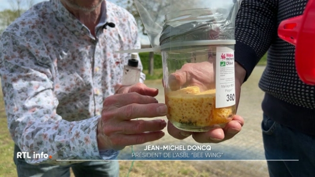 A Beauvechain, la commune prend des mesures pour protéger les ruches des frelons asiatiques. Elle vient d'installer une centaine de pièges. Ce n'est pas la première fois que cette action est menée, mais cette année, elle est de plus grande ampleur.