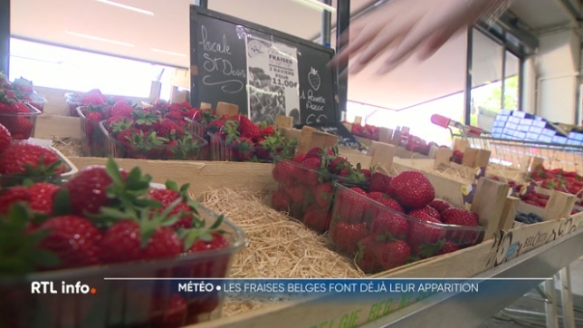 Les fraises sont en avance cette année, elles trônent déjà sur toutes les étals. Elles sont plutôt de bonne qualité. Une production précoce que l'on doit au soleil généreux des mois de mars et avril.