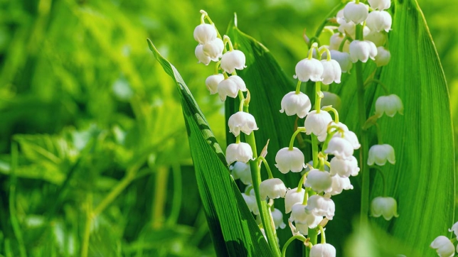 muguet
