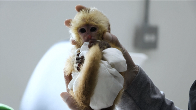 Des petits singes retrouvés cachés dans les parties intimes de deux trafiquants en Colombie