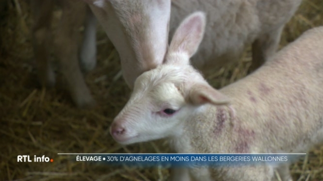 Les éleveurs sont en pleine période d'agnelage dans les exploitations agricoles. Mais ils constatent les impacts directs de la fièvre catarrhale sur les naissances d'agneaux : moins nombreuses et plus tardives. Reportage à Bertrix de Christophe Clément et d'Amandine Payen.