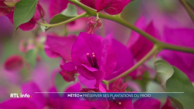 Avec l'arrivée des beaux jours, vous avez sans doute profité du jardin pour replanter certaines variétés. Mais attention, avec la météo plus fraîche cette semaine, ces efforts risquent-ils d’être gâchés ? Découvrez les conseils de pépiniéristes pour protéger vos plantations et éviter les dégâts.