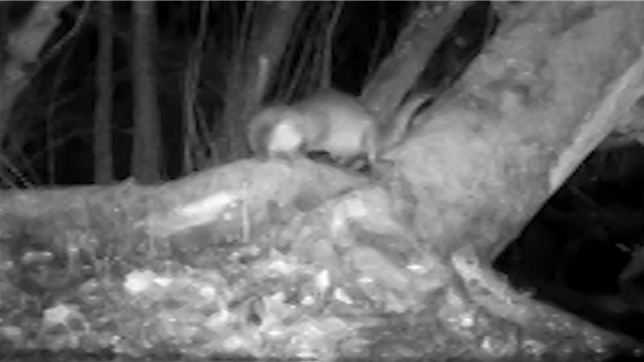 Une loutre a été observée dans la réserve naturelle du Blaasveldbroek (province d'Anvers) au mois d'avril.