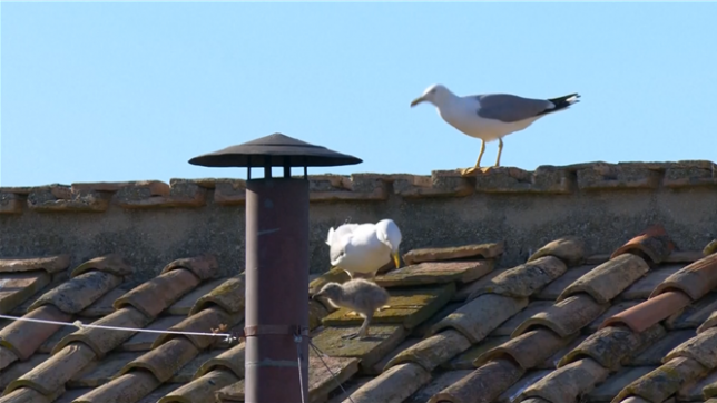 Conclave: un bébé goéland fait sensation place Saint-Pierre