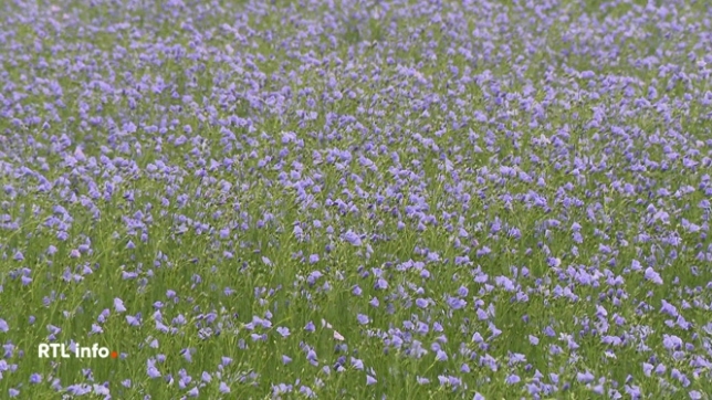 Des champs de fleurs bleues, c'est devenu courant dans notre pays. Avec 20.000 hectares cultivés, la Belgique est un acteur-clé de la filière. Il faut savoir que notre pays représente, avec la France et les Pays-Bas, 85% de la production mondiale.