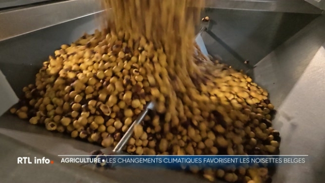 La noisette est un fruit à coque que l'on retrouve dans nombre de préparations alimentaires. Elles proviennent essentiellement de l'étranger. Mais récemment, une exploitation s'est développée du côté de Fosses-la-Villle. Cette filière est-elle appelée à prendre de l'ampleur ?