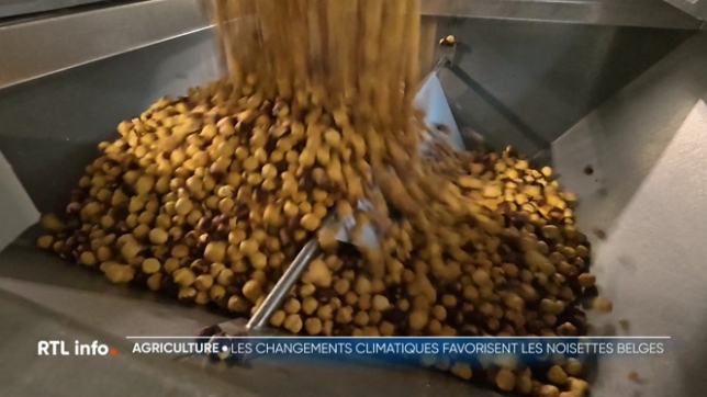 La noisette est un fruit à coque que l'on retrouve dans nombre de préparations alimentaires. Elles proviennent essentiellement de l'étranger. Mais récemment, une exploitation s'est développée du côté de Fosses-la-Ville. Cette filière est-elle appelée à prendre de l'ampleur ?