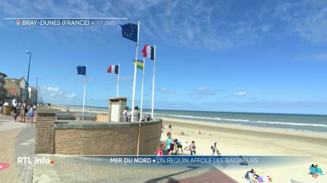 Alerte au requin en mer du Nord