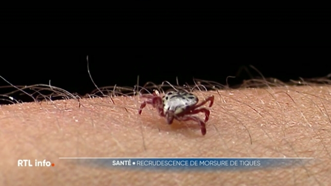Par ce temps, vous avez sûrement envie de profiter du grand air lors d'une balade en forêt ou à la campagne. Le nombre de morsures de tiques est déjà plus important que l'année dernière à la même époque.